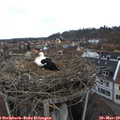 15_45-nest.jpg