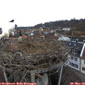 15_55-nest.jpg