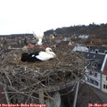 16_15-nest.jpg