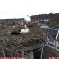 16_25-nest.jpg
