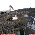 16_35-nest.jpg