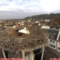 08_05-nest.jpg