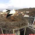 09_20-nest.jpg