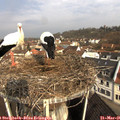 09_30-nest.jpg