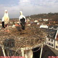 09_35-nest.jpg