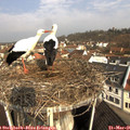 09_40-nest.jpg