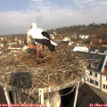 09_45-nest.jpg