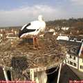 09_55-nest.jpg