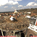 12_35-nest.jpg