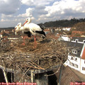 12_55-nest.jpg