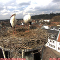 13_05-nest.jpg
