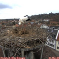 14_05-nest.jpg
