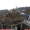 16_00-nest.jpg