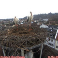 16_05-nest.jpg
