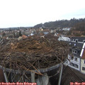 16_50-nest.jpg