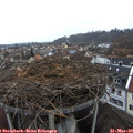 17_00-nest.jpg
