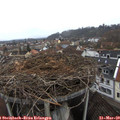 17_20-nest.jpg