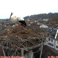 17_25-nest.jpg