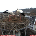 17_30-nest.jpg
