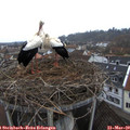 17_35-nest.jpg