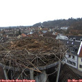 17_50-nest.jpg
