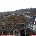 18_05-nest.jpg
