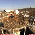 09_00-nest.jpg