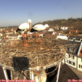 10_00-nest.jpg