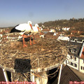 10_05-nest.jpg
