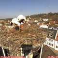 11_00-nest.jpg