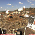 11_35-nest.jpg