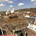 12_05-nest.jpg