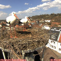 12_40-nest.jpg