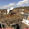 12_55-nest.jpg