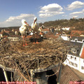 13_00-nest.jpg