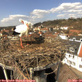 13_05-nest.jpg