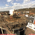 14_00-nest.jpg
