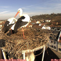 08_55-nest.jpg