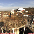 09_00-nest.jpg