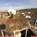 09_10-nest.jpg