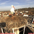 09_15-nest.jpg
