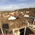 09_35-nest.jpg
