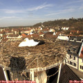 09_50-nest.jpg
