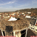 10_00-nest.jpg