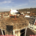 10_05-nest.jpg