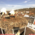 11_00-nest.jpg