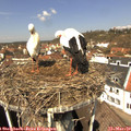 12_05-nest.jpg