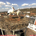 13_00-nest.jpg