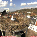 13_05-nest.jpg