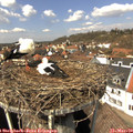 13_10-nest.jpg